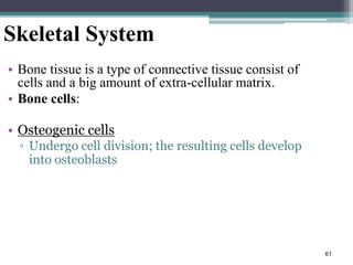 61
Skeletal System
• Bone tissue is a type of connective tissue consist of
cells and a big amount of extra-cellular matrix.
• Bone cells:
• Osteogenic cells
▫ Undergo cell division; the resulting cells develop
into osteoblasts
 