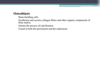 Osteoblasts
Bone-building cells.
Synthesize and secrete collagen fibers and other organic components of
bone matrix.
Initiate the process of calcification.
Found in both the periosteum and the endosteum
 