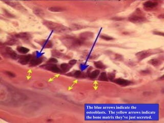 63
The blue arrows indicate the
osteoblasts. The yellow arrows indicate
the bone matrix they’ve just secreted.
 