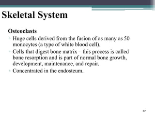 67
Skeletal System
Osteoclasts
▫ Huge cells derived from the fusion of as many as 50
monocytes (a type of white blood cell).
▫ Cells that digest bone matrix – this process is called
bone resorption and is part of normal bone growth,
development, maintenance, and repair.
▫ Concentrated in the endosteum.
 