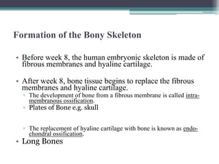 Formation of the Bony Skeleton
• Before week 8, the human embryonic skeleton is made of
fibrous membranes and hyaline cartilage.
• After week 8, bone tissue begins to replace the fibrous
membranes and hyaline cartilage.
▫ The development of bone from a fibrous membrane is called intra-
membranous ossification.
▫ Plates of Bone e.g. skull
▫ The replacement of hyaline cartilage with bone is known as endo-
chondral ossification.
• Long Bones
 