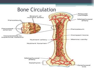 Bone Circulation
 
