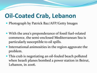 Oil-Coated Crab, Lebanon
 Photograph by Patrick Baz/AFP/Getty Images


 With the area's preponderance of fossil fuel-related
  commerce, the semi-enclosed Mediterranean Sea is
  particularly susceptible to oil spills.
 International animosities in the region aggravate the
  problem.
 This crab is negotiating an oil-fouled beach polluted
  when Israeli planes bombed a power station in Beirut,
  Lebanon, in 2006.
 