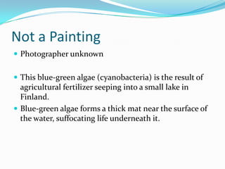 Not a Painting
 Photographer unknown


 This blue-green algae (cyanobacteria) is the result of
  agricultural fertilizer seeping into a small lake in
  Finland.
 Blue-green algae forms a thick mat near the surface of
  the water, suffocating life underneath it.
 