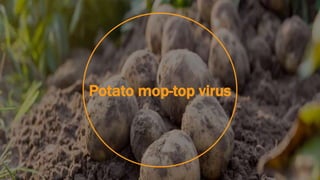 Potato mop-top virus
 