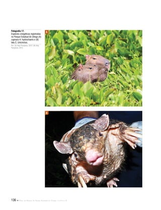 136  Plano de Manejo do Parque Estadual do Utinga . Capítulo II
Fotografia 17.
Espécies cinegéticas registradas
no Parque Estadual do Utinga (A)
capivara H. hydrochaeris e (B)
tatu C. Unicinctus.
Por: (A) Hely Pamplona, 2012; (B) Hely
Pamplona, 2012.
A
B
 