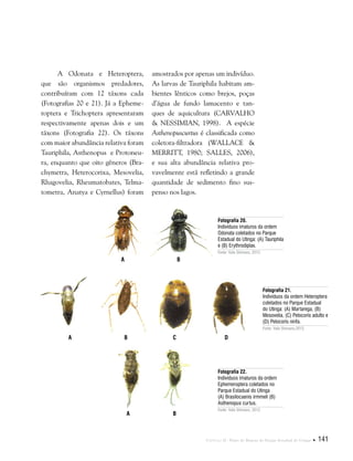 Capítulo II . Plano de Manejo do Parque Estadual do Utinga  141
A Odonata e Heteroptera,
que são organismos predadores,
contribuíram com 12 táxons cada
(Fotografias 20 e 21). Já a Epheme-
roptera e Trichoptera apresentaram
respectivamente apenas dois e um
táxons (Fotografia 22). Os táxons
com maior abundância relativa foram
Tauriphila, Asthenopus e Protoneu-
ra, enquanto que oito gêneros (Bra-
chymetra, Heterocorixa, Mesovelia,
Rhagovelia, Rheumatobates, Telma-
tometra, Anatya e Cyrnellus) foram
amostrados por apenas um indivíduo.
As larvas de Tauriphila habitam am-
bientes lênticos como brejos, poças
d’água de fundo lamacento e tan-
ques de aquicultura (Carvalho
& Nessimian, 1998). A espécie
Asthenopuscurtus é classificada como
coletora-filtradora (Wallace &
Merritt, 1980; Salles, 2006),
e sua alta abundância relativa pro-
vavelmente está refletindo a grande
quantidade de sedimento fino sus-
penso nos lagos.
Fotografia 20.
Indivíduos imaturos da ordem
Odonata coletados no Parque
Estadual do Utinga: (A) Tauriphila
e (B) Erythrodiplax.
Fonte: Yulie Shimano, 2012.
Fotografia 21.
Indivíduos da ordem Heteroptera
coletados no Parque Estadual
do Utinga: (A) Martarega, (B)
Mesovelia, (C) Pelocoris adulto e
(D) Pelocoris ninfa.
Fonte: Yulie Shimano,2012.
Fotografia 22.
Indivíduos imaturos da ordem
Ephemeroptera coletados no
Parque Estadual do Utinga
(A) Brasilocaenis irmmeli (B)
Asthenopus curtus.
Fonte: Yulie Shimano, 2012.
A
A
A
B
B
B C D
 