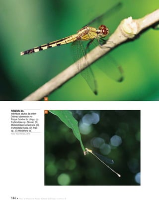 144  Plano de Manejo do Parque Estadual do Utinga . Capítulo II
Fotografia 23.
Indivíduos adultos da ordem
Odonata observados no
Parque Estadual do Utinga: (A)
Erythrodiplax sp. (fêmea), (B)
Metaleptobasis amazonica, (C)
Erythrodiplax fusca, (D) Argia
sp., (E) Micrathyria sp.
Fonte: Yulie Shimano, 2012.
A
B
 