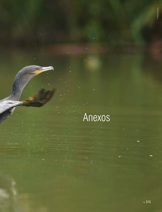  315
Anexos
©HelyPamplona
 