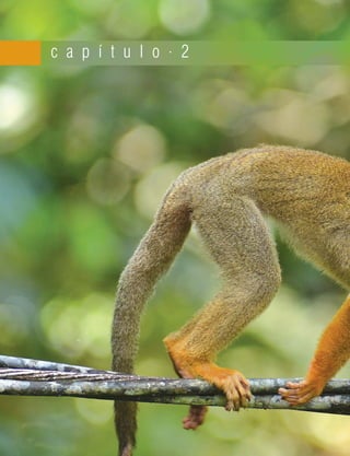 c a p í t u l o . 2
 