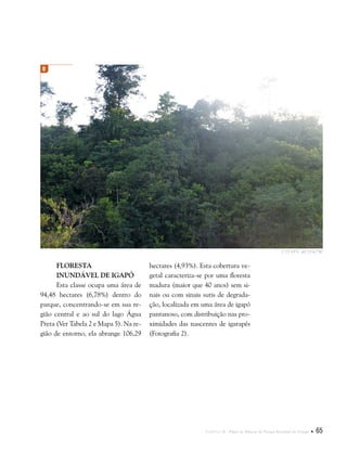 Capítulo II . Plano de Manejo do Parque Estadual do Utinga  65
Floresta
Inundável de Igapó
Esta classe ocupa uma área de
94,48 hectares (6,78%) dentro do
parque, concentrando-se em sua re-
gião central e ao sul do lago Água
Preta (Ver Tabela 2 e Mapa 5). Na re-
gião de entorno, ela abrange 106,29
hectares (4,93%). Esta cobertura ve-
getal caracteriza-se por uma floresta
madura (maior que 40 anos) sem si-
nais ou com sinais sutis de degrada-
ção, localizada em uma área de igapó
pantanoso, com distribuição nas pro-
ximidades das nascentes de igarapés
(Fotografia 2).
1°25'39"S 48°25'42"W
B
 