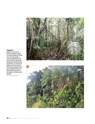 66  Plano de Manejo do Parque Estadual do Utinga . Capítulo II
Fotografia 2.
Espécies de árvores de
floresta inundável de igapó
no Parque Estadual do Utinga
com: (A) raízes largas e
ramos espalhados para dar
apoio estrutural; (B) floresta
de igapó com predominância
de palmeiras; (C) floresta de
igapó em solo encharcado;
(D) floresta de igapó de baixo
porte localizada próximo de
determinadas nascentes e
às margens de determinados
igarapés.
Por: Rodney Salomão, 2012.
A
B
1°25'24"S 48°26'33"W
1°25'25"S 48°26'33"W
 