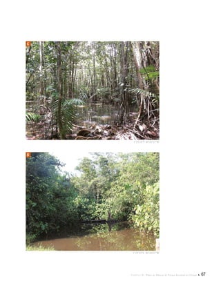 Capítulo II . Plano de Manejo do Parque Estadual do Utinga  67
D
C
1°25'24"S 48°26'32"W
1°25'33"S 48°26'01"W
 