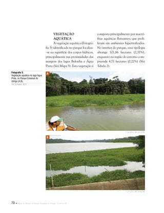 70  Plano de Manejo do Parque Estadual do Utinga . Capítulo II
Vegetação
Aquática
A vegetação aquática (Fotogra-
fia 5) identificada no parque localiza-
-se na superfície dos corpos hídricos,
principalmente nas proximidades das
margens dos lagos Bolonha e Água
Preta (Ver Mapa 5). Esta vegetação é
Fotografia 5.
Vegetação aquática no lago Água
Preta, no Parque Estadual do
Utinga (A,B).
Por: Eli Franco, 2012.
composta principalmente por macró-
fitas aquáticas flutuantes, que proli-
feram em ambientes hipertrofizados.
No interior do parque, essa tipologia
abrange 101,86 hectares (7,31%),
enquanto na região do entorno com-
preende 4,71 hectares (0,22%) (Ver
Tabela 2).
A
B
1°24'58"S 48°24'14"W
1°25'52"S 48°24'50"W
 