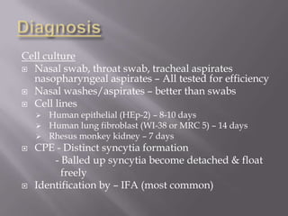 Cell culture
 Nasal swab, throat swab, tracheal aspirates
  nasopharyngeal aspirates – All tested for efficiency
 Nasal washes/aspirates – better than swabs
 Cell lines
       Human epithelial (HEp-2) – 8-10 days
       Human lung fibroblast (WI-38 or MRC 5) – 14 days
       Rhesus monkey kidney – 7 days
   CPE - Distinct syncytia formation
        - Balled up syncytia become detached & float
          freely
   Identification by – IFA (most common)
 