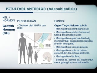 PITUITARI ANTERIOR (Adenohipofisis) 
KEL. / 
HORMON PENGATURAN FUNGSI 
Growth 
- Dikontrol oleh GHRH dan 
Hormon 
GHIH 
(GH) 
Organ Target Seluruh tubuh 
- Meningkatkan pembelahan sel 
- Meningkatkan pertumbuhan sel, 
tulang dan jaringan lunak 
- Meningkatkan glukosa darah dg 
menghambat pengambilan glukosa 
(Insulin antagonis) 
- Meningkatkan sintesis protein 
- Meningkatkan volume cairan 
extraceluler dan retensi elektrolit. 
- Meningkatkan lipolisis, 
- Bekerja pd. semua jar. tubuh untuk 
merangsang kerja somatomedin . 
 