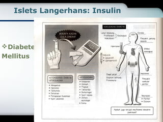 Islets Langerhans: Insulin 
Diabetes 
Mellitus 
 