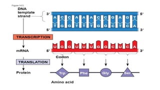regulation of genes by fatty acids | PPTX