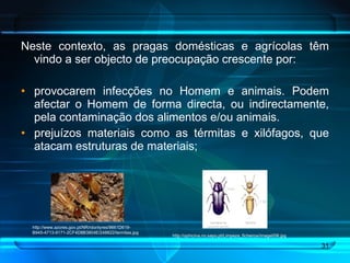 Neste contexto, as pragas domésticas e agrícolas têm vindo a ser objecto de preocupação crescente por: provocarem infecções no Homem e animais. Podem afectar o Homem de forma directa, ou indirectamente, pela contaminação dos alimentos e/ou animais. prejuízos materiais como as térmitas e xilófagos, que atacam estruturas de materiais; http://www.azores.gov.pt/NR/rdonlyres/9661D619-B945-4713-9171-2CF4D8B3804E/248622/termitas.jpg http://ophicina.no.sapo.pt/Limpeza_ficheiros/image006.jpg 