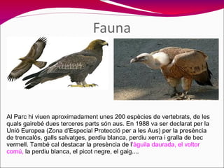 Fauna

Al Parc hi viuen aproximadament unes 200 espècies de vertebrats, de les
quals gairebé dues terceres parts són aus. ...