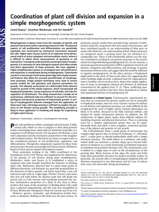 Coordination of plant cell division and expansion in a
simple morphogenetic system
Lionel Dupuy1, Jonathan Mackenzie, and Jim Haseloff2
Department of Plant Sciences, University of Cambridge, Cambridge CB2 3EA, United Kingdom

Edited by Ralph S. Quatrano, Washington University, St. Louis, MO, and accepted by the Editorial Board December 24, 2009 (received for review June 22, 2009)

Morphogenesis in plants arises from the interplay of genetic and                particular, genetic studies have provided large amounts of infor-
physical interactions within a growing network of cells. The physical           mation about the components that drive plant cell processes, and
aspects of cell proliferation and differentiation are genetically               have contributed greatly to our understanding of what goes on
regulated, but constrained by mechanical interactions between                   inside cells. However, our understanding of how cellular processes
the cells. Higher plant tissues consist of an elaborate three-dimen-            are integrated across a growing tissue has not advanced at a
sional matrix of active cytoplasm and extracellular matrix, where it            comparable rate. There is still considerable debate over the rela-
is difﬁcult to obtain direct measurements of geometry or cell                   tive contribution of physical and genetic processes to the coordi-
interactions. To properly understand the workings of plant morpho-              nation of cell growth during morphogenesis (5). At one extreme, a
genesis, it is necessary to have biological systems that allow simple           molecular geneticist would point to DNA-regulated control of cell
and direct observation of these processes. We have adopted a                    division, elongation and differentiation, and exchange of genetic
highly simpliﬁed plant system to investigate how cell proliferation             information between cells, and suggest that this would be sufﬁcient
and expansion is coordinated during morphogenesis. Coleocheate                  to regulate morphogenesis. At the other extreme, a biophysicist
scutata is a microscopic fresh-water green alga with simple anatom-             might point to the work of Green and others (6), suggesting that




                                                                                                                                                                               PLANT BIOLOGY
ical features that allow for accurate quantiﬁcation of morphoge-                tissue buckling might provide a physical basis for organogenesis,
netic processes. Image analysis techniques were used to extract                 where Lintilhac and co-workers have shown that simple applica-
precise models for cell geometry and physical parameters for                    tion of stress to protoplasts induced cell divisions in directions
growth. This allowed construction of a deformable ﬁnite element
                                                                                constrained by the applied force (7, 8). These conﬂicting view-
model for growth of the whole organism, which incorporated cell
                                                                                points represent extremes that have been formalized in cellular
biophysical properties, viscous expansion of cell walls, and rules for
                                                                                and organismal theories of morphogenesis (9).
regulation of cell behavior. The study showed that a simple set of
autonomous, cell-based rules are sufﬁcient to account for the mor-              Coleochaete as a Model System. Unfortunately, experimental sys-
phological and dynamic properties of Coleochaete growth. A vari-                tems that are convenient for genetic studies are not so amenable
ety of morphogenetic behavior emerged from the application of
                                                                                to biophysical studies, and vice versa. Genetic screens for defects
these local rules. Cell shape sensing is sufﬁcient to explain the pat-
                                                                                in cell division and expansion processes are made difﬁcult by the
terns of cell division during growth. This simplifying principle is
                                                                                complicated life cycle of higher plants (mutant phenotypes are
likely to have application in modeling and design for engineering
                                                                                likely to be lethal, obscured in the fully enclosed embryo, and
of higher plant tissues.
                                                                                masked by similar biochemical defects). In addition, the 3D
                                                                                architecture of higher plants makes them difﬁcult subjects for
biophysics   | Coleochaete | dynamics | morphogenesis microscopy                modeling of genetic and physical interactions. There is a pressing
                                                                                need for a simpler experimental system that can be exper-
P   lant cells proliferate within a semirigid cell wall matrix. Unlike
    animal cells, which are free to migrate to their ﬁnal position
within a developing tissue, plant cells are laid down, brick-like, in a
                                                                                imentally facile and allow a more complete, numerical descrip-
                                                                                tion of the physics and genetics of cell growth.
                                                                                   The Coleochaetales form a small group of microscopic but
sequence of cell division events. For any given cell division, a new            complex algal species that are found in freshwater. C. orbicularis
wall is deposited and the orientation and position of the daughter              and C. scutata grow as discoid multicellular thalli with a simple
cells is locked in place. The ﬁnal form of a tissue or organ is due to          meristem structure. The thalli adhere to a substrate, and undis-
the coordinated patterns of cell proliferation, expansion, and                  turbed thalli can maintain a circular shape up to several milli-
differentiation. Though the components required for these basic                 meters in diameter as a result of precisely coordinated sequences
processes have become increasingly well characterized, still little is          of anticlinal and periclinal divisions (10). The meristematic zone
known of their precise spatial and temporal control.                            is limited to a single layer of cells on the circumference of the
   Plant anatomists working in the 1800s contributed to the                     growing disk. Many features of the algae life cycles and habit
formulation of the Cell Theory and emphasized the importance                    make them potentially attractive for modern scientiﬁc studies. In
of the polarity of cell division during plant morphogenesis.                    particular, the systems offer (i) morphological simplicity with cell
Hofmeister, Sachs, and Ererra (1–3) established a series of                     divisions constrained to two dimensions and (ii) ease of culture
empirical rules that broadly described the behavior of dividing                 with every cell observable during development.
plant cells. Hofmeister observed that if a plant tissue grows in
different directions, cell divisions are generally perpendicular to
the direction of fastest growth, and Sachs stated that a new cell               Author contributions: L.D., J.M., and J.H. designed research; L.D. and J.M. performed
wall meets side walls at a right angle. Further, Errera’s rule states           research; L.D., J.M., and J.H. contributed new reagents/analytic tools; L.D., J.M., and J.H.
that new cell walls follow the shortest path that will divide the               analyzed data; and L.D. and J.H. wrote the paper.
parent cell, as if the nascent wall transiently possessed the sur-              The authors declare no conﬂict of interest.
face minimization properties of a ﬂuid. It was clear to these                   This article is a PNAS Direct Submission. R.S.Q. is a guest editor invited by the
workers that many of the properties of dividing plant cells could               Editorial Board.
have a physical underpinning, and this view was exempliﬁed in                   1
                                                                                Present address: Scottish Crop Research Institute, Invergowrie, Dundee DD2 5DA, Scotland.
D’Arcy Wentworth Thompson’s book On Growth and Form (4).                        2
                                                                                To whom correspondence should be addressed. E-mail: jh295@cam.ac.uk.
   However, genetic, molecular, and biochemical models have                     This article contains supporting information online at www.pnas.org/cgi/content/full/
come to dominate thinking in this ﬁeld over the past century. In                0906322107/DCSupplemental.



www.pnas.org/cgi/doi/10.1073/pnas.0906322107                                                                                               PNAS Early Edition | 1 of 6
 