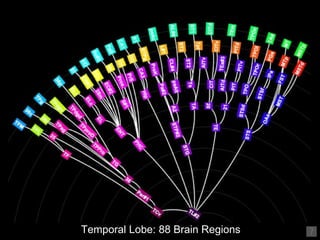 Temporal Lobe: 88 Brain Regions 