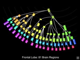 Frontal Lobe: 81 Brain Regions 