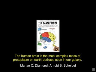 The human brain is the most complex mass of  protoplasm on earth-perhaps even in our galaxy.   Marian C. Diamond, Arnold B...