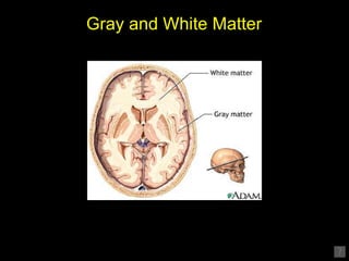 Gray and White Matter 