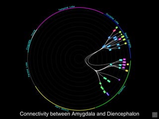 Connectivity between Amygdala and Diencephalon 