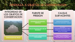 INTEGRIDAD DE
LOS OBJETOS DE
CONSERVACION
CONSEVACION DEL PNCAZ
FUENTE DE
PRESION
EXPANSION DE FRONTERA
AGRICOLA
MALAS PRACTICAS DEL USO DE
RECURSOS
COLONIZACION DESORDENADA
E INVASIONES
CAUSAS
SUBYACENTES
MONOCULTIVOS EXTENSIVOS
AGRICULTURA MIGRATORIA Y QUEMAS
TALA ILEGAL
MALAS PRACTICAS DE CAZA Y PESCA
CAMBIOS DE COMPOSICION SOCIAL
NUEVAS COSTUMBRES
PROYECTOS DE DESARROLLO.
CARRETERAS, TRAFICO DE TIERRAS, FALTA
DE PLANIFICACION TERRITORIAL
 