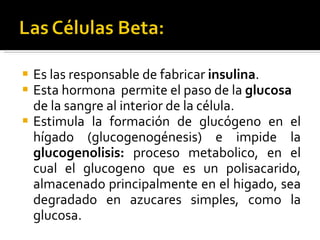 Es las responsable de fabricar  insulina . Esta hormona  permite el paso de la  glucosa  de la sangre al interior de la célula. Estimula la formación de glucógeno en el hígado (glucogenogénesis) e impide la  glucogenolisis:  proceso metabolico, en el cual el glucogeno que es un polisacarido, almacenado principalmente en el higado, sea degradado en azucares simples, como la glucosa. 