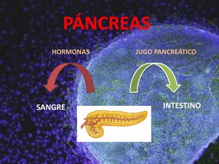 PÁNCREAS
   HORMONAS   JUGO PANCREÁTICO




SANGRE               INTESTINO
 