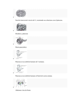 Sección transversal a través de L1, mostrando sus relaciones con el páncreas.




Duodeno y páncreas




Ducto pancreático




Páncreas en un embrión humano de 5 semanas.




Páncreas en un embrión humano al final de la sexta semana.




Abdomen visto de frente
 