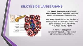 Los islotes de Langerhans o islotes
pancreáticos forman pequeños racimos o
islotes, dispersos por todo el páncreas .

Los islotes tienen una fina red vascular y
están dotados de un sistema venoso tipo
portal orientado desde las células
beta, hacia las alfa y delta.
Están inervados por el
sistema nervioso autónomo y existen
comunicaciones intercelulares.

 