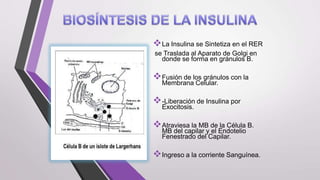  La Insulina se Sintetiza en el RER
se Traslada al Aparato de Golgi en
donde se forma en gránulos B.

 Fusión de los gránulos con la
Membrana Celular.

 -Liberación de Insulina por
Exocitosis.

 Atraviesa la MB de la Célula B.
MB del capilar y el Endotelio
Fenestrado del Capilar.

 Ingreso a la corriente Sanguínea.

 
