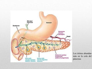 Los islotes abundan
más en la cola del
páncreas
 