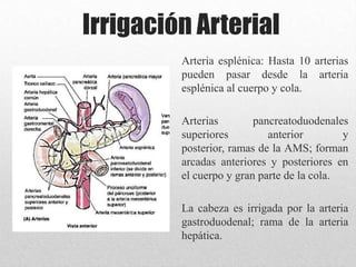 Irrigación Arterial
Arteria esplénica: Hasta 10 arterias
pueden pasar desde la arteria
esplénica al cuerpo y cola.
Arterias pancreatoduodenales
superiores anterior y
posterior, ramas de la AMS; forman
arcadas anteriores y posteriores en
el cuerpo y gran parte de la cola.
La cabeza es irrigada por la arteria
gastroduodenal; rama de la arteria
hepática.
 