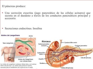 El páncreas produce:
• Una secreción exocrina (jugo pancreático de las células acinares) que
secreta en el duodeno a través de los conductos pancreáticos principal y
accesorio.
• Secreciones endocrinas. Insulina
 