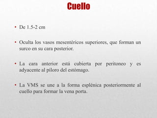 Cuello
• De 1.5-2 cm
• Oculta los vasos mesentéricos superiores, que forman un
surco en su cara posterior.
• La cara anterior está cubierta por peritoneo y es
adyacente al píloro del estómago.
• La VMS se une a la forma esplénica posteriormente al
cuello para formar la vena porta.
 