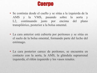 Cuerpo
• Se continúa desde el cuello y se sitúa a la izquierda de la
AMS y la VMS, pasando sobre la aorta y
L2, continuando justo por encima del plano
transpilórico, posterior a la bolsa omental.
• La cara anterior está cubierta por peritoneo y se sitúa en
el suelo de la bolsa omental, formando parte del lecho del
estómago.
• La cara posterior carece de peritoneo, se encuentra en
contacto con la aorta, la AMS, la glándula suprarrenal
izquierda, el riñón izquierdo y los vasos renales.
 
