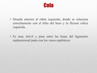 Cola
• Situada anterior al riñón izquierdo, donde se relaciona
estrechamente con el hilio del bazo y la flexura cólica
izquierda.
• Es muy móvil y pasa entre las hojas del ligamento
esplenorrenal junto con los vasos esplénicos
 