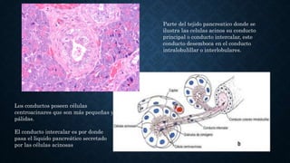 Los conductos poseen células
centroacinares que son más pequeñas y
pálidas.
El conducto intercalar es por donde
pasa el liquido pancreático secretado
por las células acinosas
Parte del tejido pancreatico donde se
ilustra las celulas acinos su conducto
principal o conducto intercalar, este
conducto desemboca en el conducto
intralobulillar o interlobulares.
 