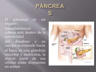 El páncreas es un
órgano
intraabdominal; su
cabeza está dentro de la
concavidad
del duodeno y su
cuerpo se extiende hacia
el bazo, es una glándula
exocrina y endocrina, la
mayor parte de sus
células están dispuestas
en acinos
 