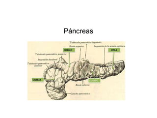 Páncreas
 