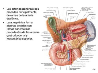 Páncreas.pptx