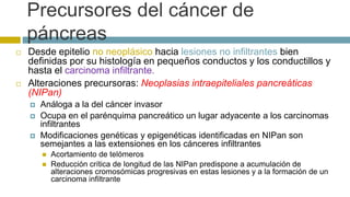 Precursores del cáncer de 
páncreas 
 Desde epitelio no neoplásico hacia lesiones no infiltrantes bien 
definidas por su histología en pequeños conductos y los conductillos y 
hasta el carcinoma infiltrante. 
 Alteraciones precursoras: Neoplasias intraepiteliales pancreáticas 
(NIPan) 
 Análoga a la del cáncer invasor 
 Ocupa en el parénquima pancreático un lugar adyacente a los carcinomas 
infiltrantes 
 Modificaciones genéticas y epigenéticas identificadas en NIPan son 
semejantes a las extensiones en los cánceres infiltrantes 
 Acortamiento de telómeros 
 Reducción crítica de longitud de las NIPan predispone a acumulación de 
alteraciones cromosómicas progresivas en estas lesiones y a la formación de un 
carcinoma infiltrante 
 