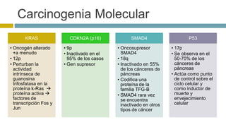Carcinogenia Molecular 
KRAS 
• Oncogén alterado 
+a menudo 
• 12p 
• Perturban la 
actividad 
intrínseca de 
guanosina 
trifosfatasa en la 
proteína k-Ras  
proteína activa  
factores de 
transcripción Fos y 
Jun 
CDKN2A (p16) 
• 9p 
• Inactivado en el 
95% de los casos 
• Gen supresor 
SMAD4 
• Oncosupresor 
SMAD4 
• 18q 
• Inactivado en 55% 
de los cánceres de 
páncreas 
• Codifica una 
proteína de la 
familia TFG-B 
• SMAD4 rara vez 
se encuentra 
inactivado en otros 
tipos de cáncer 
P53 
• 17p 
• Se observa en el 
50-70% de los 
cánceres de 
páncreas 
• Actúa como punto 
de control sobre el 
ciclo celular y 
como inductor de 
muerte y 
envejecimiento 
celular 
 