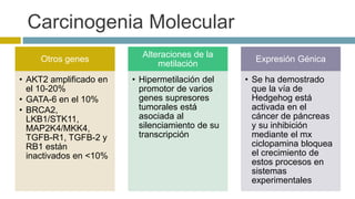 Carcinogenia Molecular 
Otros genes 
• AKT2 amplificado en 
el 10-20% 
• GATA-6 en el 10% 
• BRCA2, 
LKB1/STK11, 
MAP2K4/MKK4, 
TGFB-R1, TGFB-2 y 
RB1 están 
inactivados en <10% 
Alteraciones de la 
metilación 
• Hipermetilación del 
promotor de varios 
genes supresores 
tumorales está 
asociada al 
silenciamiento de su 
transcripción 
Expresión Génica 
• Se ha demostrado 
que la vía de 
Hedgehog está 
activada en el 
cáncer de páncreas 
y su inhibición 
mediante el mx 
ciclopamina bloquea 
el crecimiento de 
estos procesos en 
sistemas 
experimentales 
 