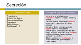 Secreción 
Secreta proenzimas 
• Tripsinógeno 
• Quimiotripsinógeno 
• Procarboxipeptidasa 
• Proelastasa 
• Calicreinógeno 
• Fosfolipasa A y B 
Autodigestión del páncreas se evita por 
• La mayoría se sintetiza como 
proenzimas inactivas (excepto amilasa y 
lipasa) 
• Enzimas quedan retenidas en gránulos 
rodeados por membrana de células 
acinares 
• Activación de las proenzimas exige 
tripsina (activada en duodeno) 
• Inhibidores de la tripsina (inhibidor de la 
serina proteasa de tipo Kazal 1- SPINK1) 
están presentes en las secreciones 
acinares y conductos 
• Células acinares son resistentes a la 
acción de tripsina, quimiotripsina y 
fosfolipasa A2. 
 